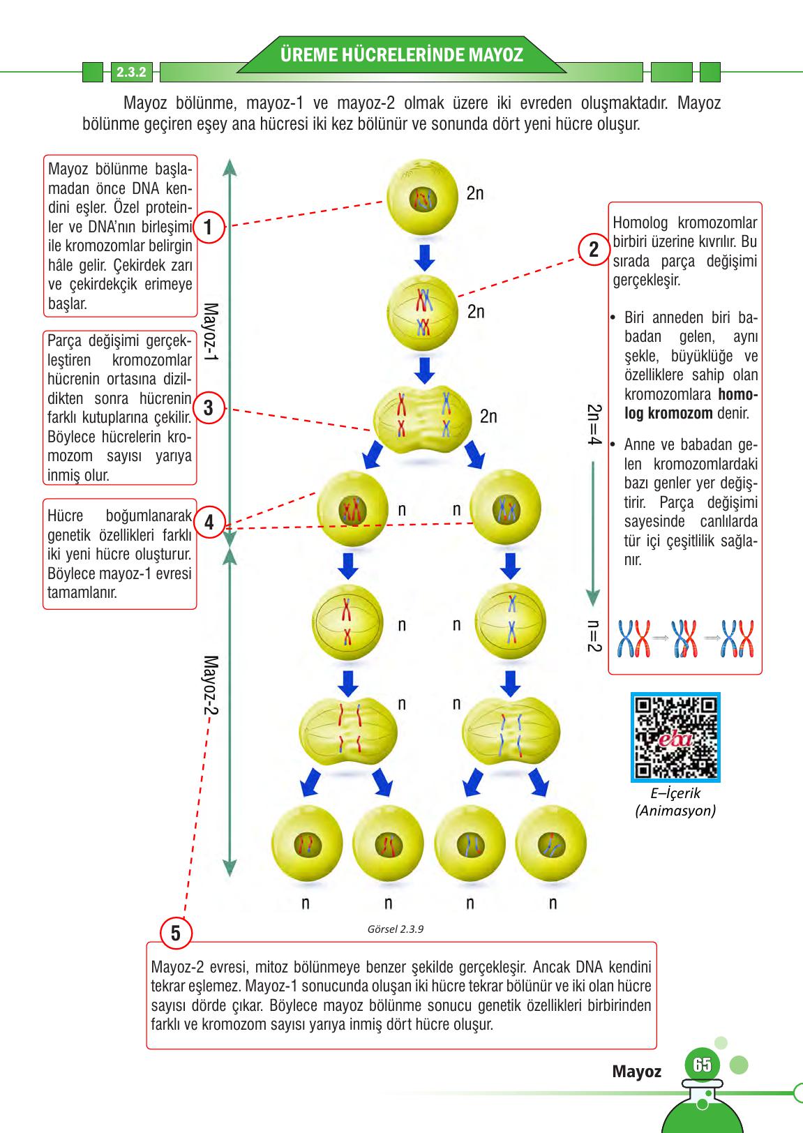 7. Sınıf Meb Yayınları Fen Bilimleri Ders Kitabı Sayfa 65 Cevapları