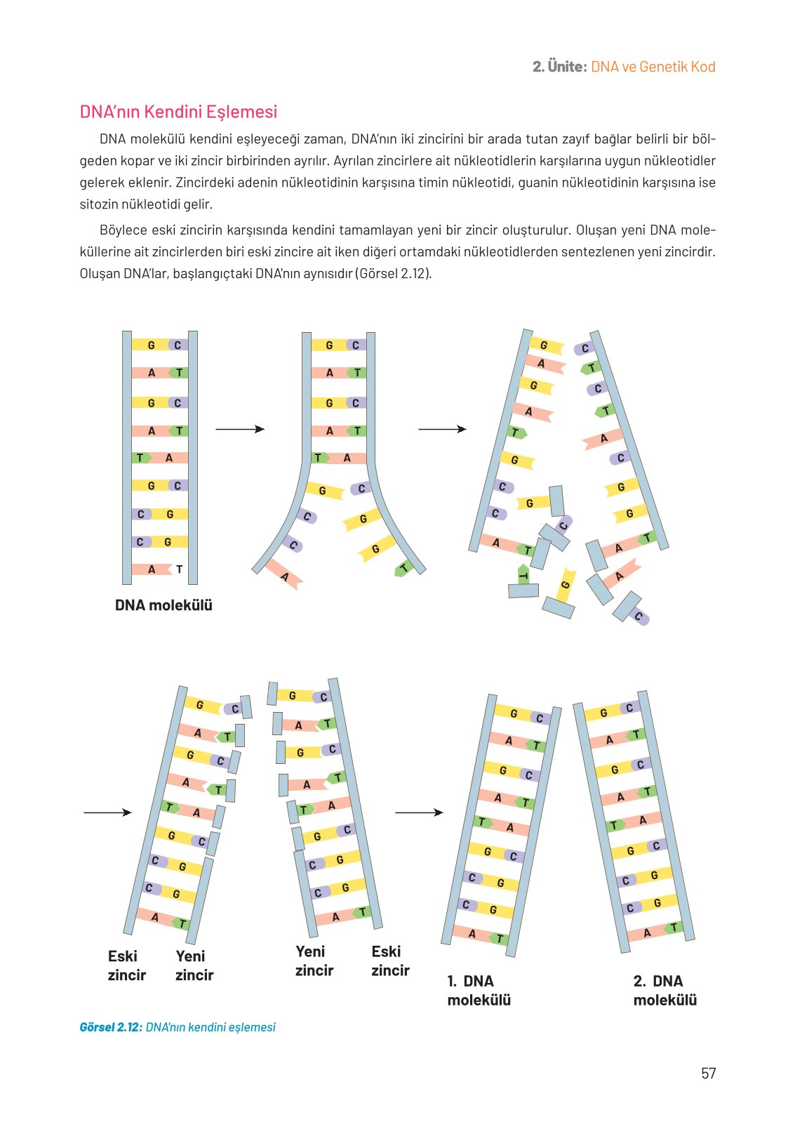 8. Sınıf Hecce Yayıncılık Fen Bilimleri Ders Kitabı Sayfa 57 Cevapları 8. Sınıf Hecce Yayıncılık Fen Bilimleri Ders Kitabı Sayfa 57 Cevapları