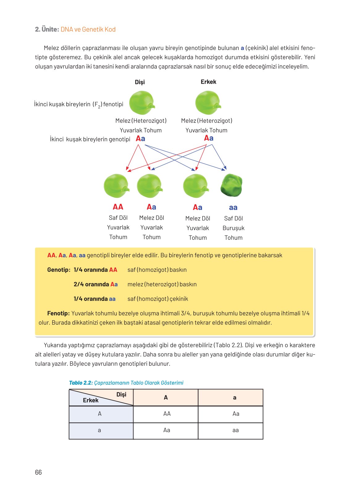 8. Sınıf Hecce Yayıncılık Fen Bilimleri Ders Kitabı Sayfa 66 Cevapları