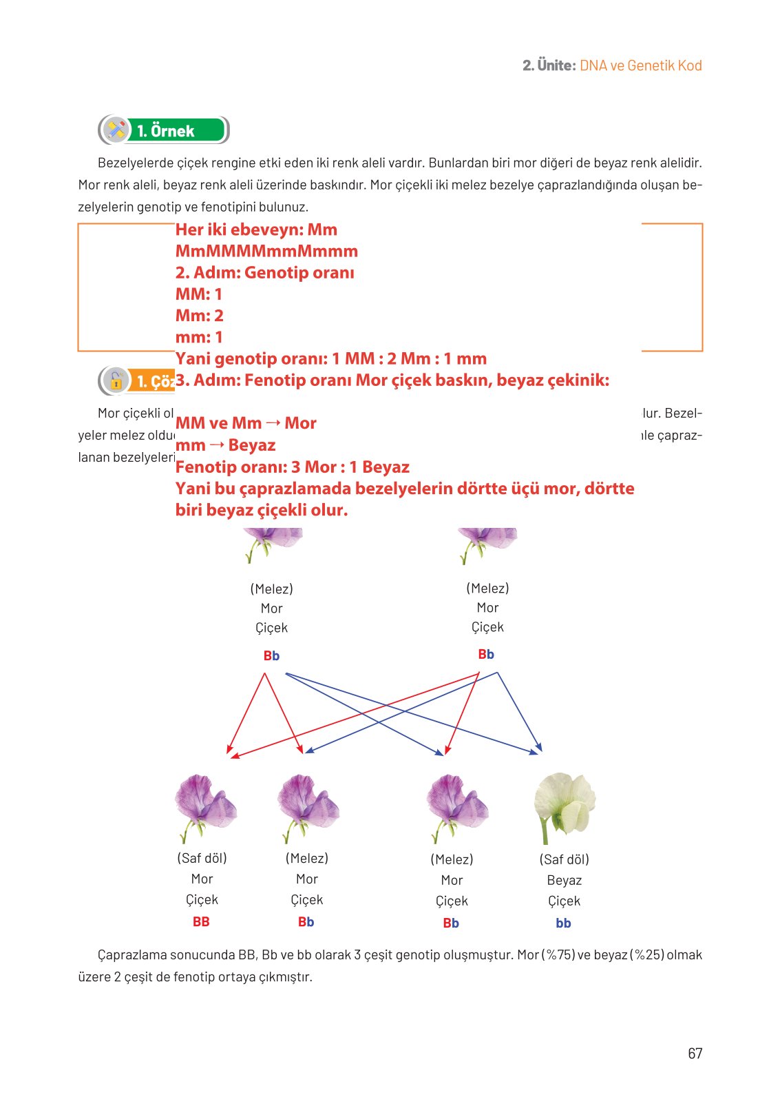 8. Sınıf Hecce Yayıncılık Fen Bilimleri Ders Kitabı Sayfa 67 Cevapları