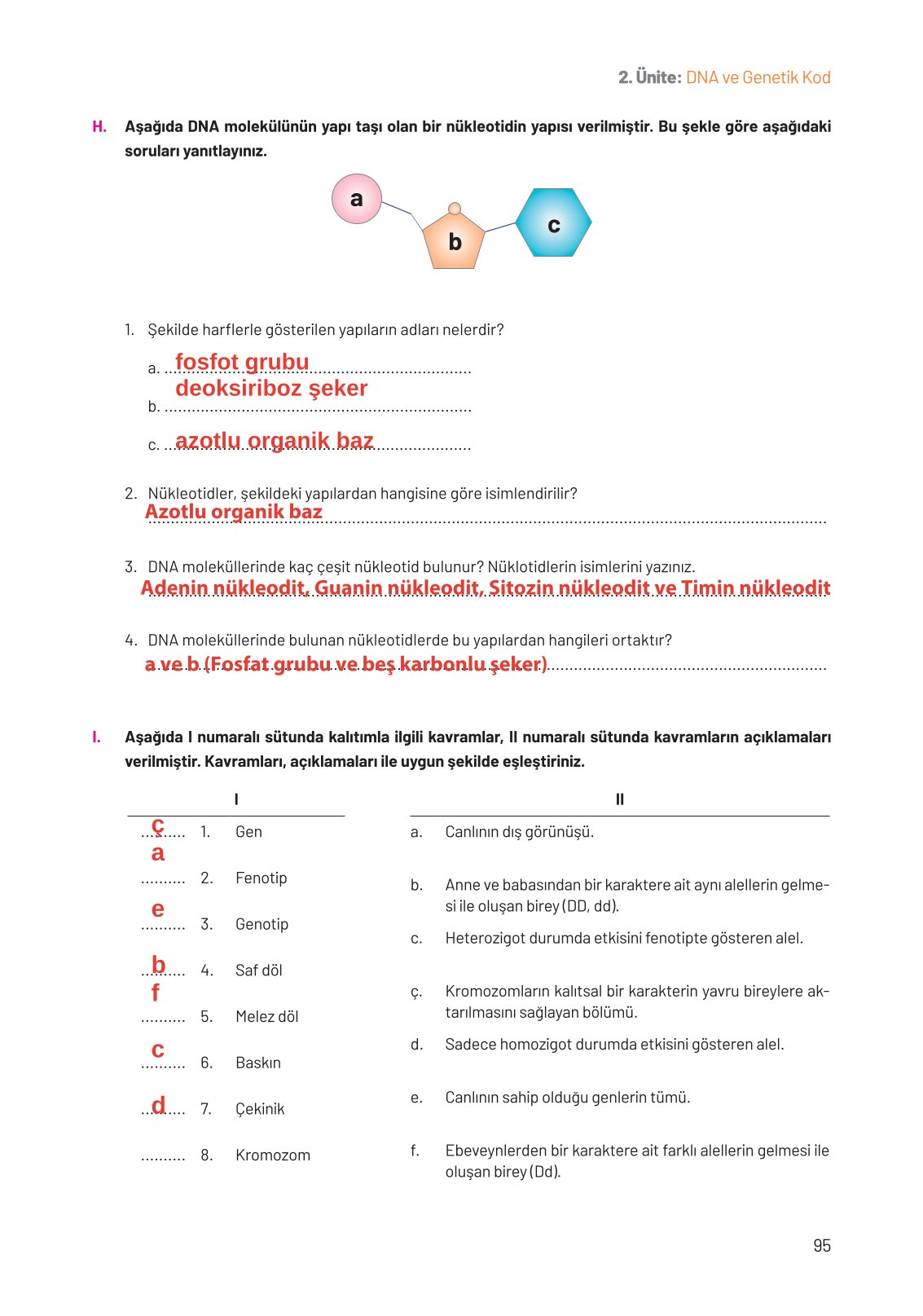8. Sınıf Hecce Yayıncılık Fen Bilimleri Ders Kitabı Sayfa 95 Cevapları
