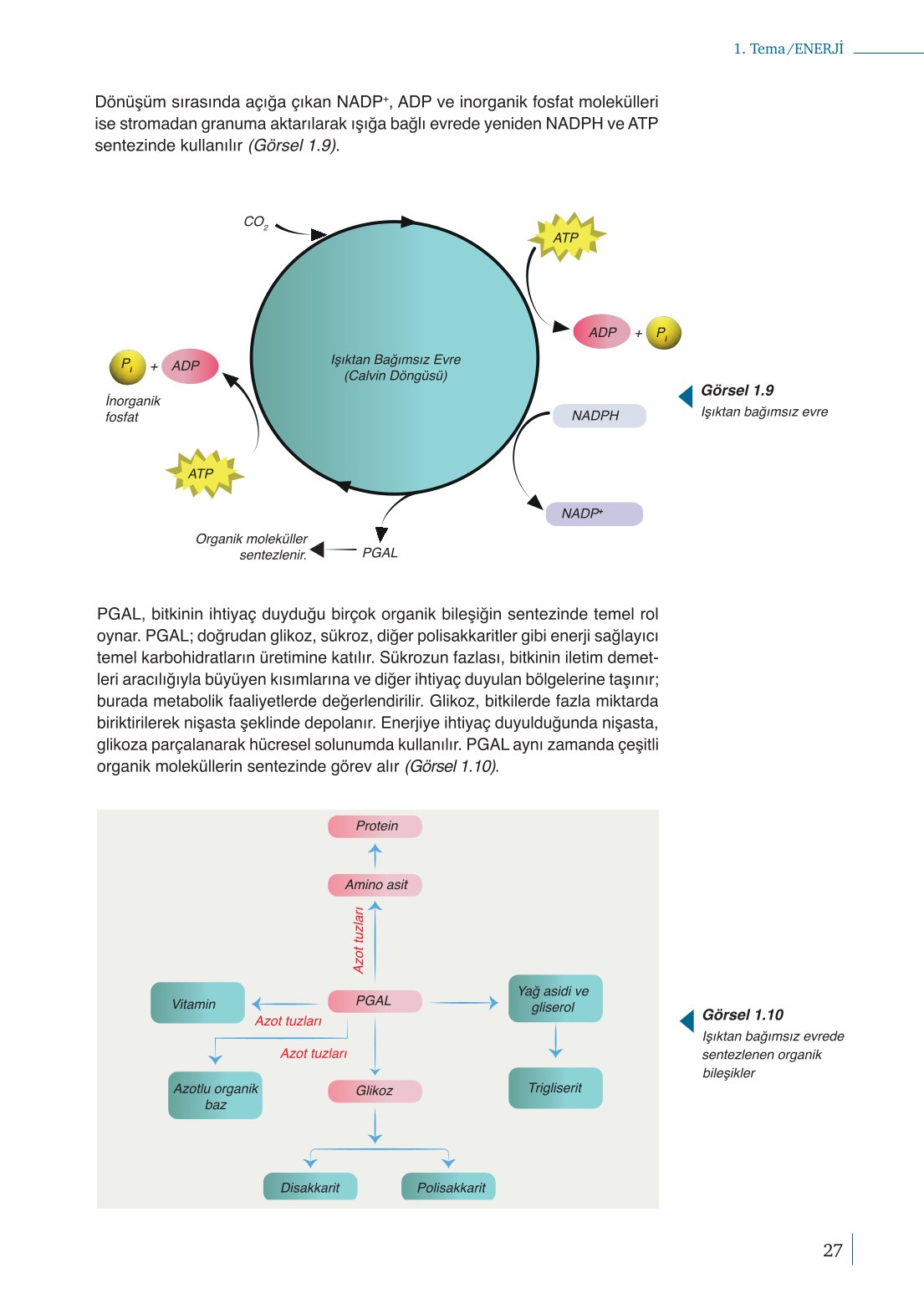 10. Sınıf Meb Yayınları Biyoloji Ders Kitabı Sayfa 27 Cevapları