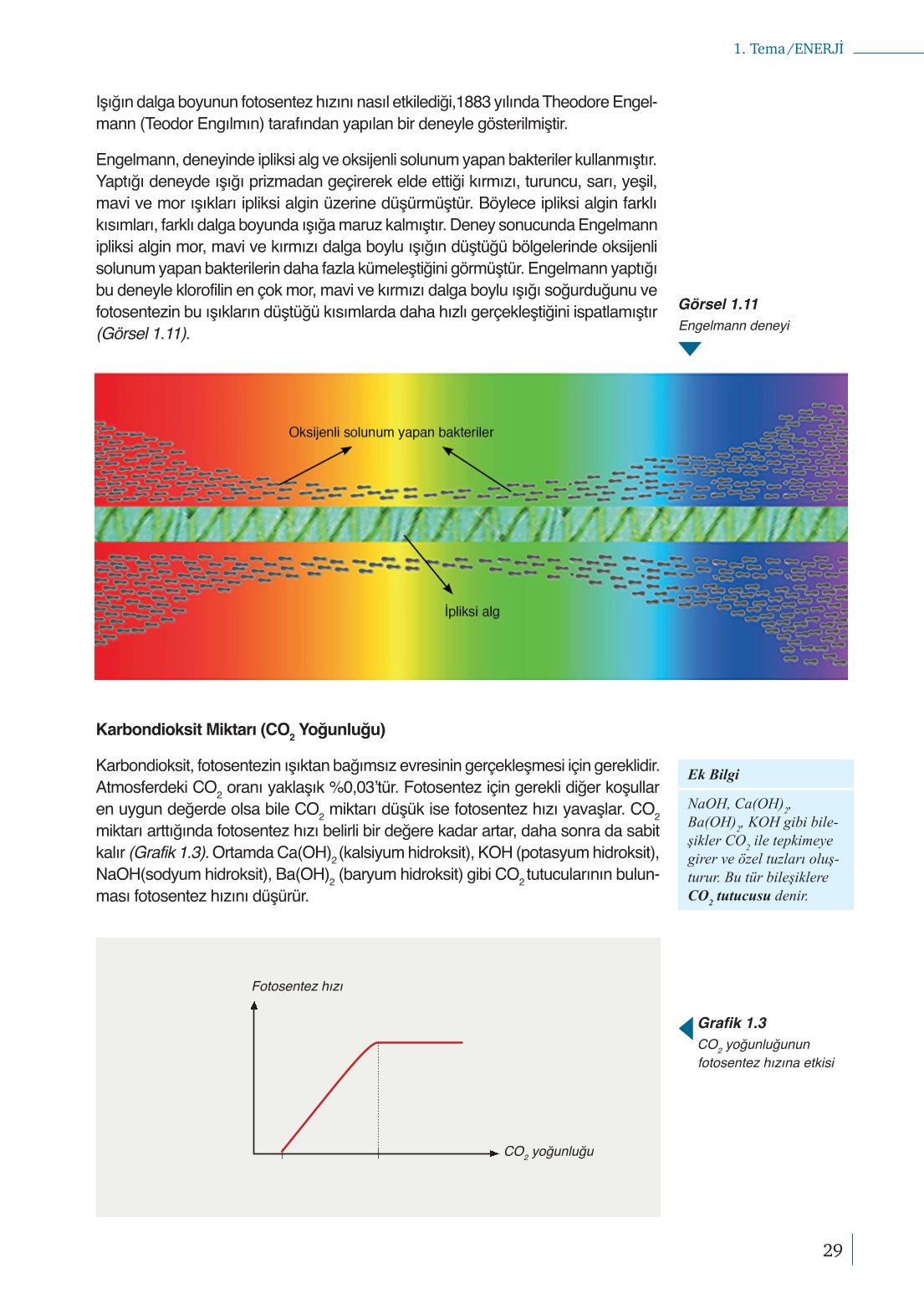 10. Sınıf Meb Yayınları Biyoloji Ders Kitabı Sayfa 29 Cevapları