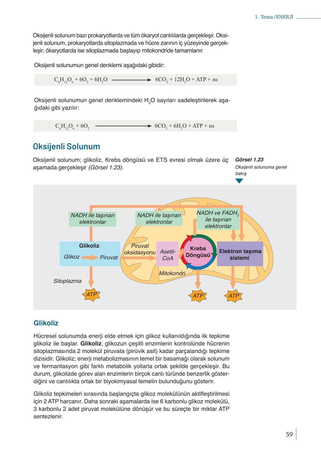 10. Sınıf Meb Yayınları Biyoloji Ders Kitabı Sayfa 59 Cevapları