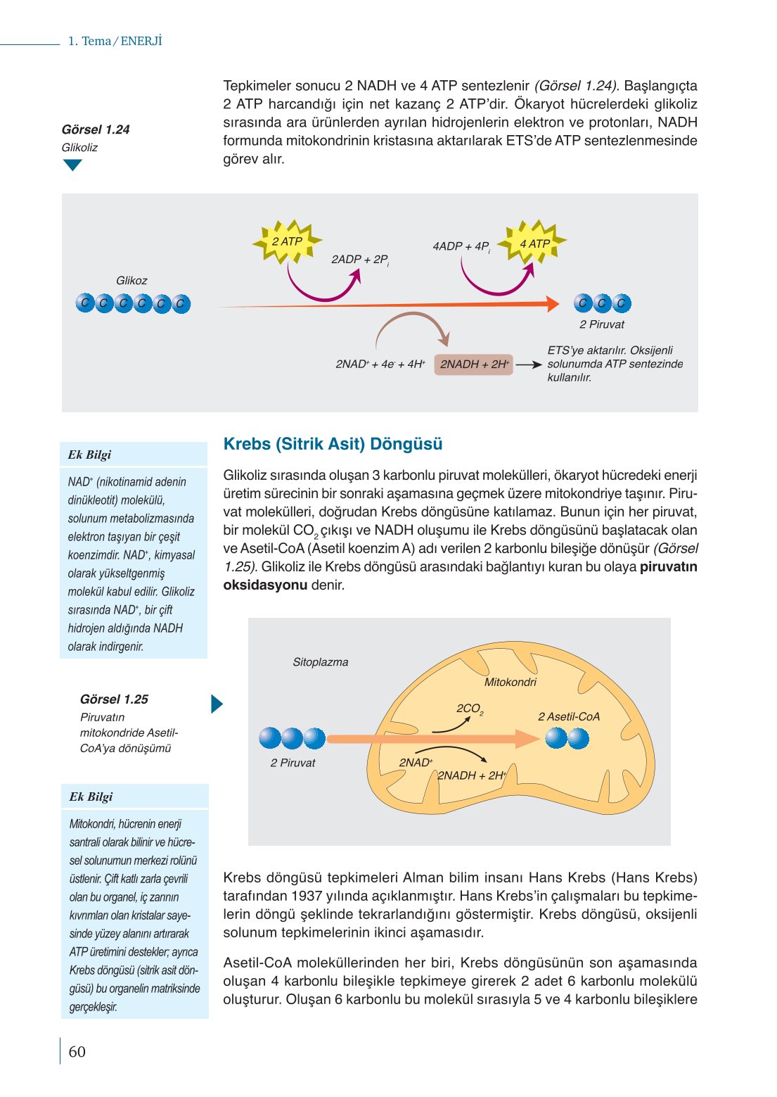 10. Sınıf Meb Yayınları Biyoloji Ders Kitabı Sayfa 60 Cevapları
