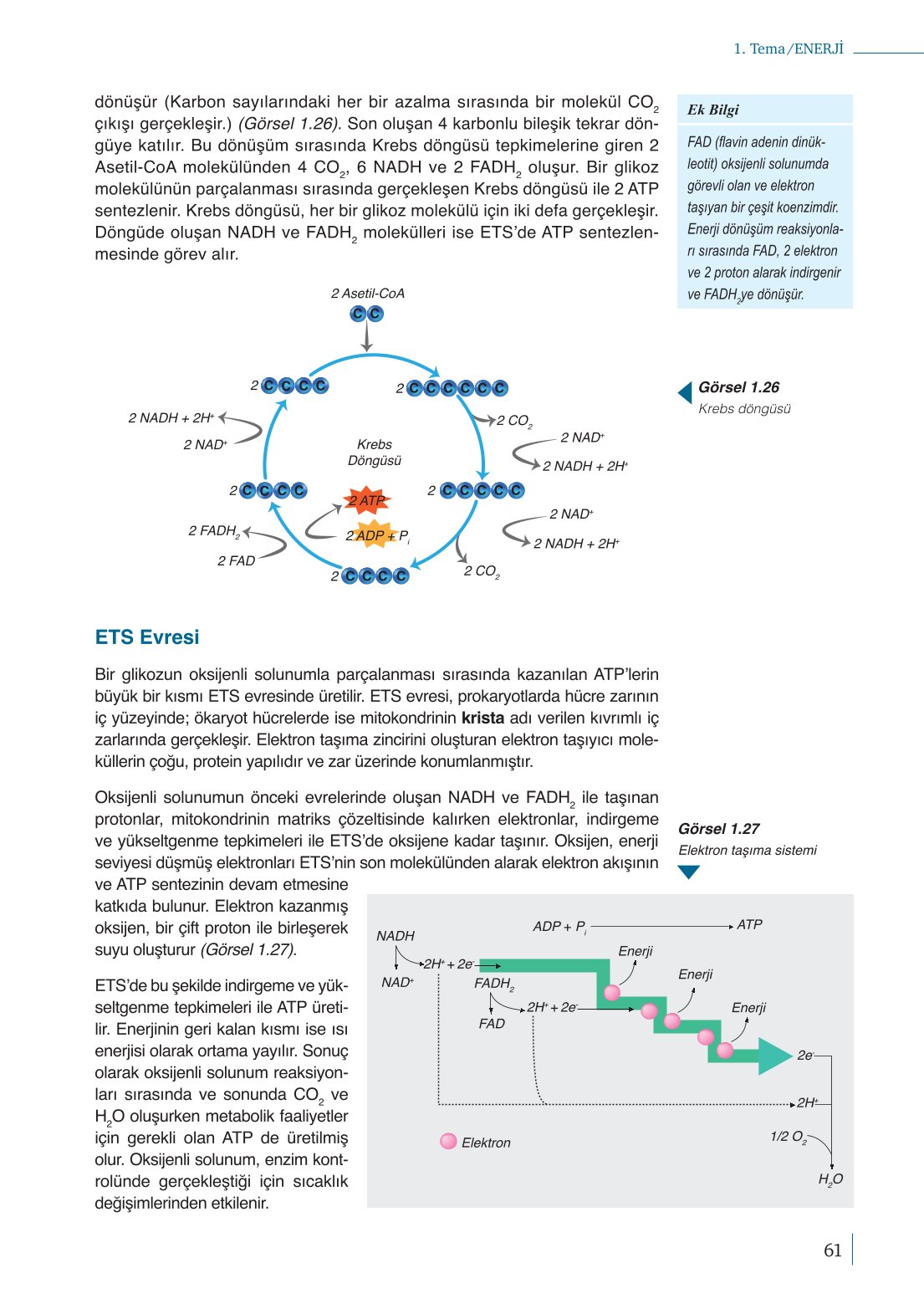 10. Sınıf Meb Yayınları Biyoloji Ders Kitabı Sayfa 61 Cevapları 10. Sınıf Meb Yayınları Biyoloji Ders Kitabı Sayfa 61 Cevapları