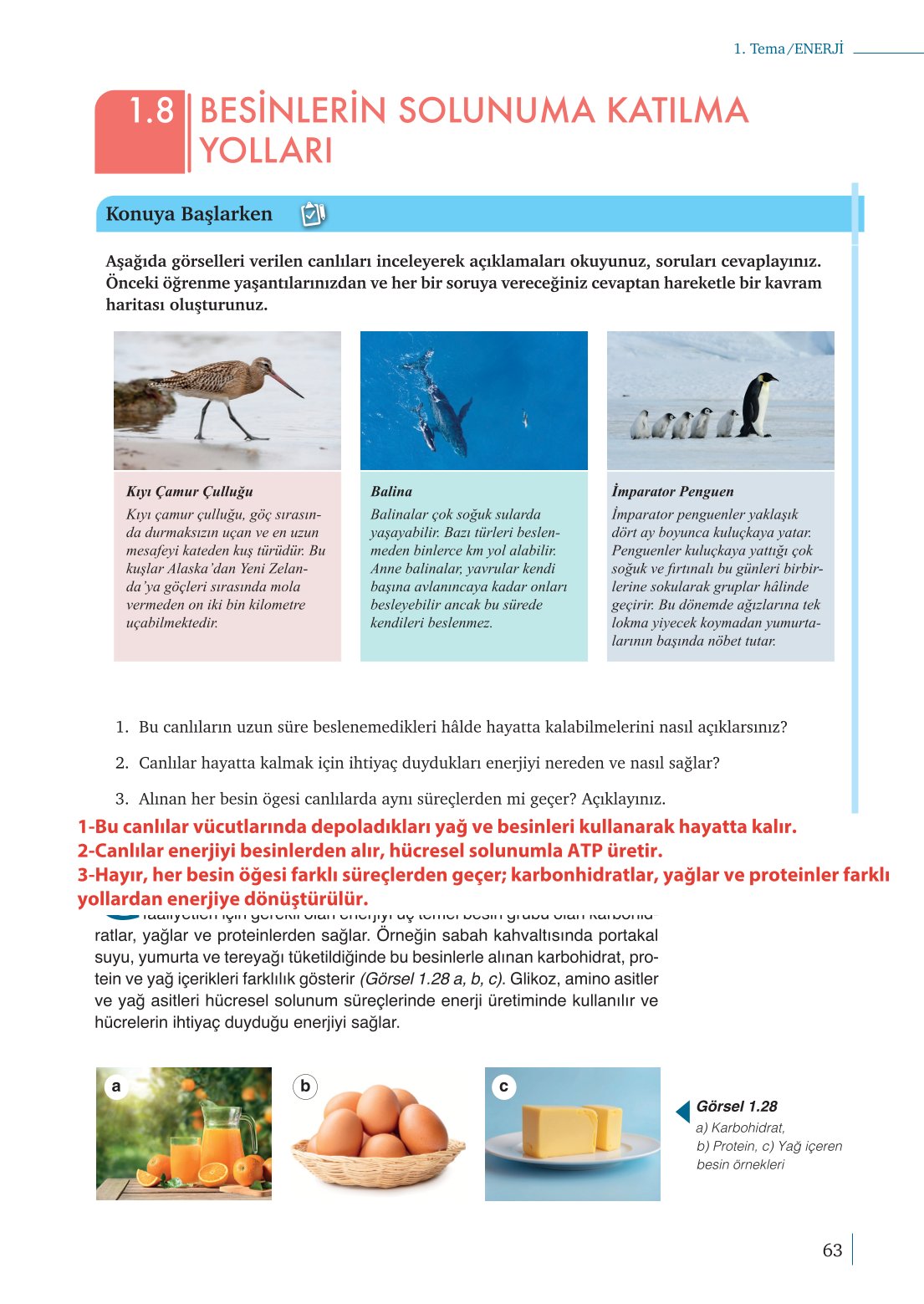 10. Sınıf Meb Yayınları Biyoloji Ders Kitabı Sayfa 63 Cevapları 10. Sınıf Meb Yayınları Biyoloji Ders Kitabı Sayfa 63 Cevapları
