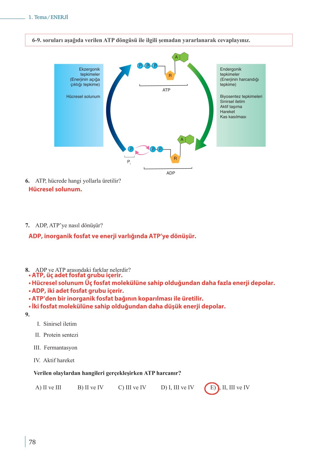 10. Sınıf Meb Yayınları Biyoloji Ders Kitabı Sayfa 78 Cevapları