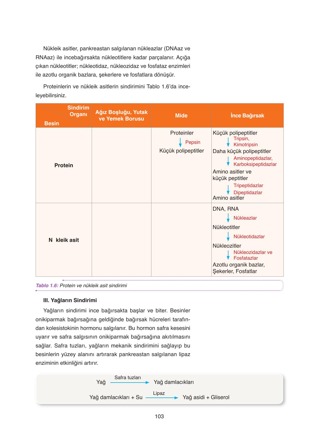 11. Sınıf Tutku Yayıncılık Biyoloji Ders Kitabı Sayfa 103 Cevapları