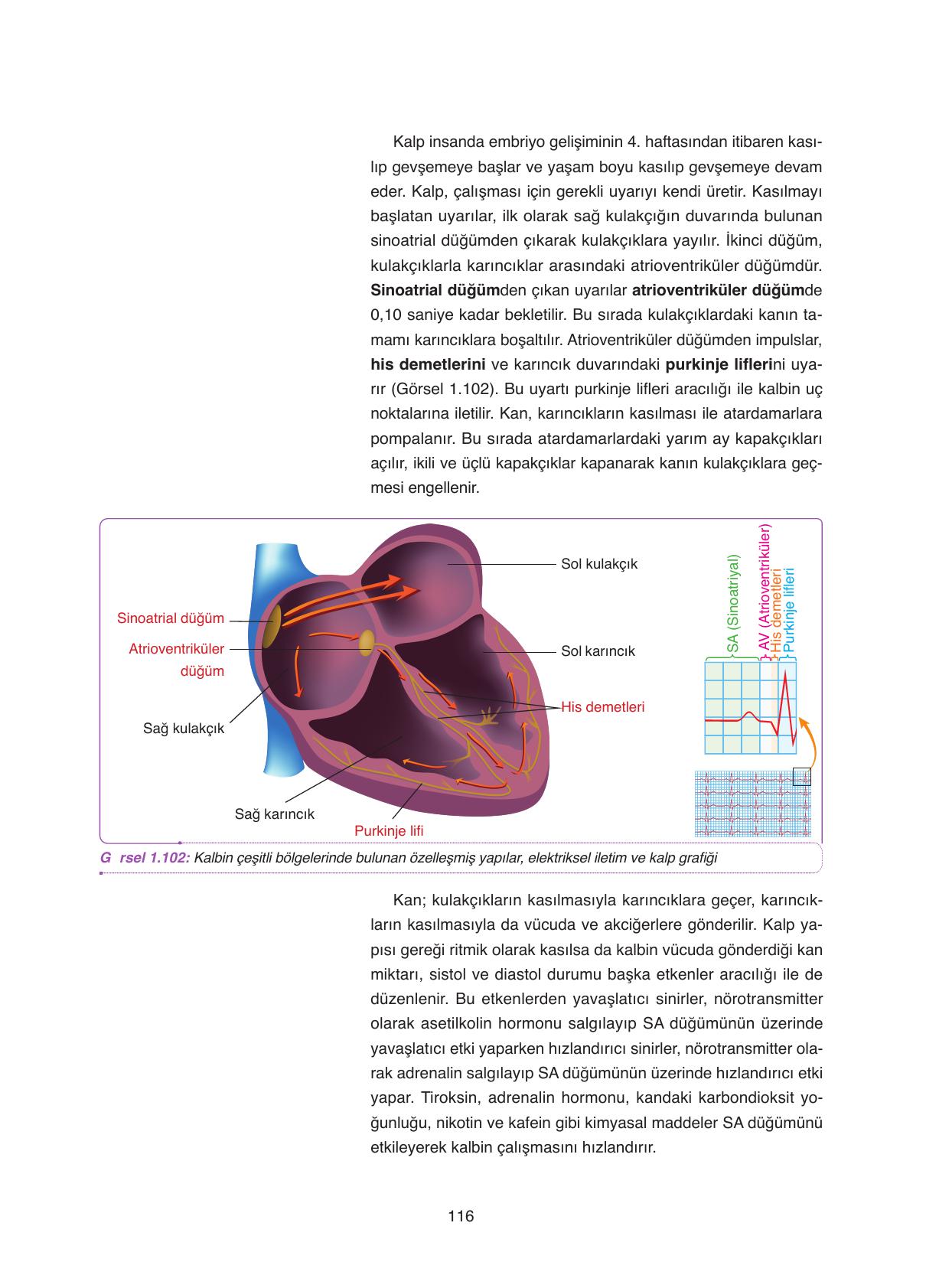 11. Sınıf Tutku Yayıncılık Biyoloji Ders Kitabı Sayfa 116 Cevapları 11. Sınıf Tutku Yayıncılık Biyoloji Ders Kitabı Sayfa 116 Cevapları