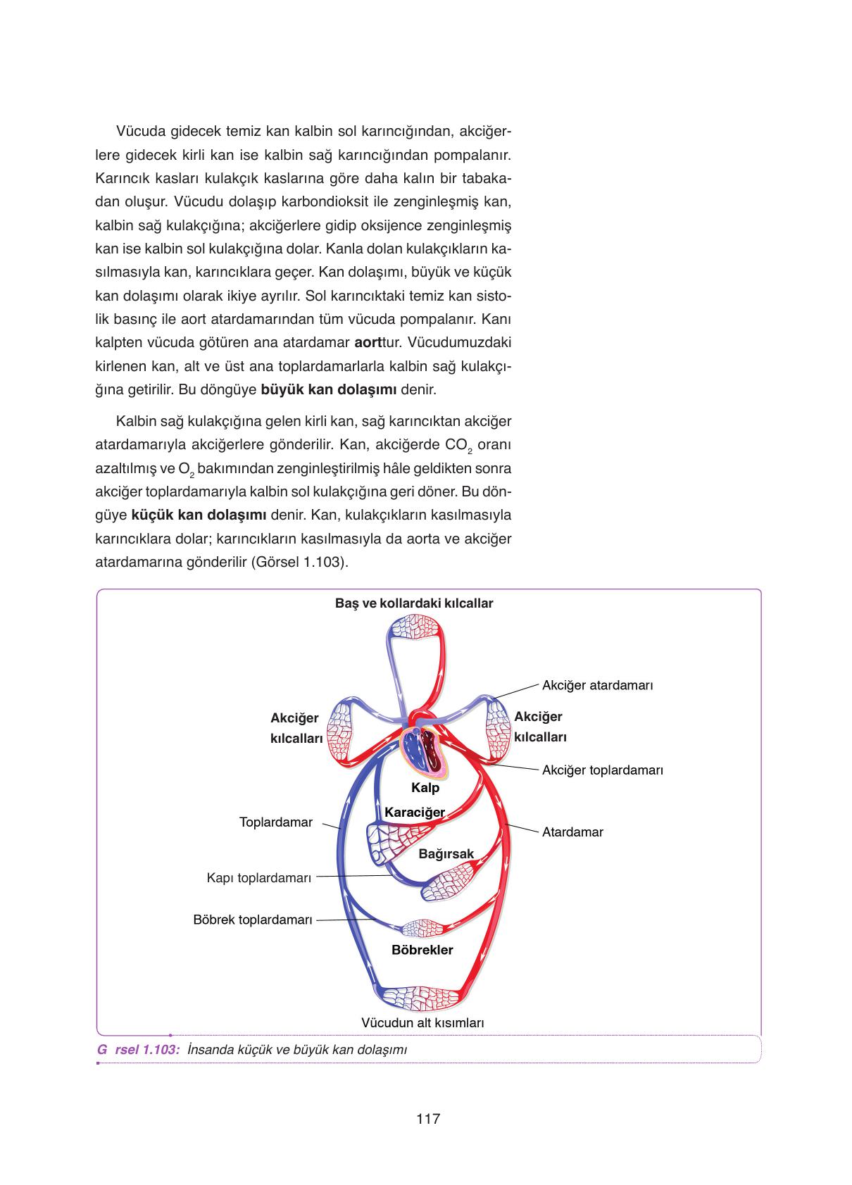 11. Sınıf Tutku Yayıncılık Biyoloji Ders Kitabı Sayfa 117 Cevapları 11. Sınıf Tutku Yayıncılık Biyoloji Ders Kitabı Sayfa 117 Cevapları