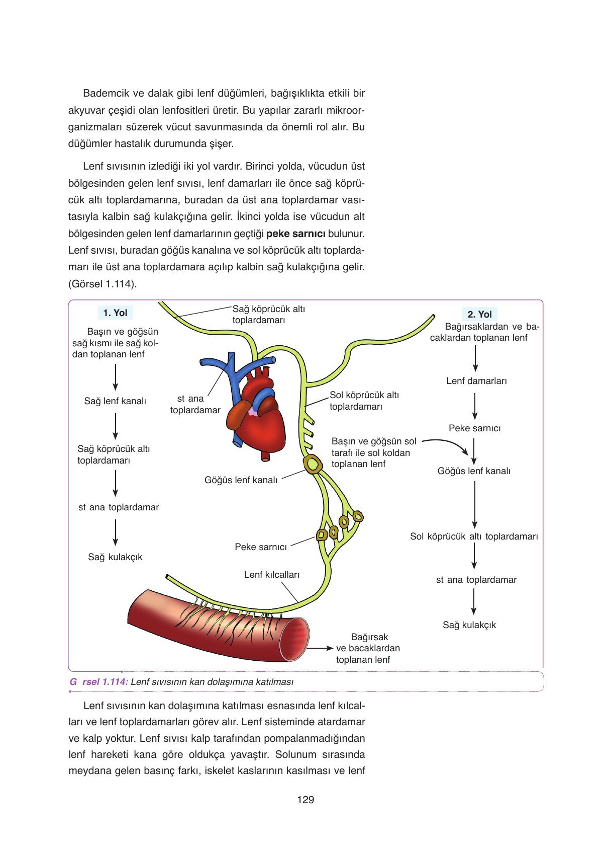 11. Sınıf Tutku Yayıncılık Biyoloji Ders Kitabı Sayfa 129 Cevapları 11. Sınıf Tutku Yayıncılık Biyoloji Ders Kitabı Sayfa 129 Cevapları