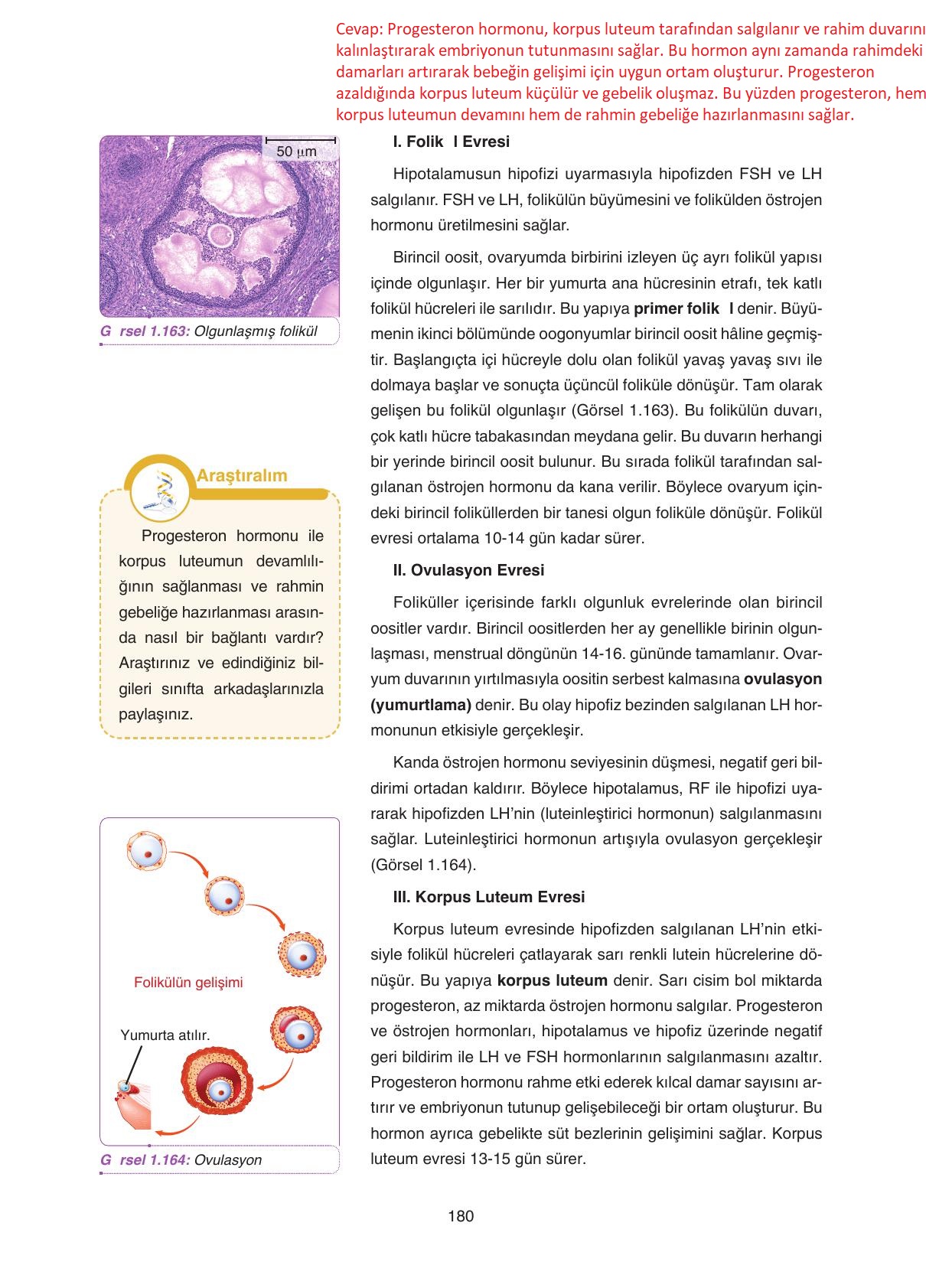 11. Sınıf Tutku Yayıncılık Biyoloji Ders Kitabı Sayfa 180 Cevapları 11. Sınıf Tutku Yayıncılık Biyoloji Ders Kitabı Sayfa 180 Cevapları