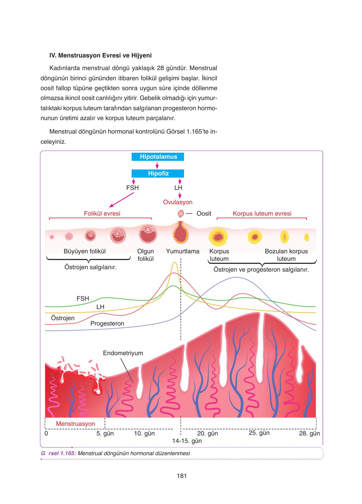 11. Sınıf Tutku Yayıncılık Biyoloji Ders Kitabı Sayfa 181 Cevapları 11. Sınıf Tutku Yayıncılık Biyoloji Ders Kitabı Sayfa 181 Cevapları