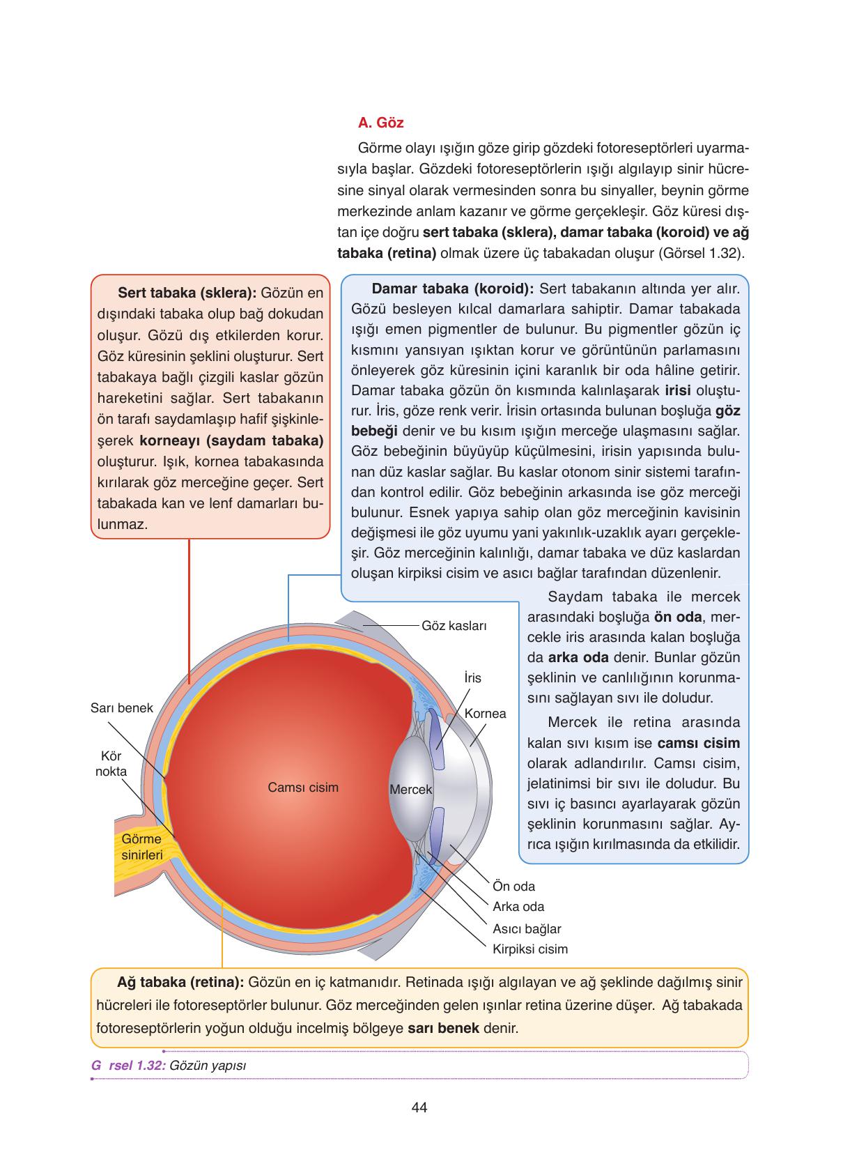 11. Sınıf Tutku Yayıncılık Biyoloji Ders Kitabı Sayfa 44 Cevapları 11. Sınıf Tutku Yayıncılık Biyoloji Ders Kitabı Sayfa 44 Cevapları