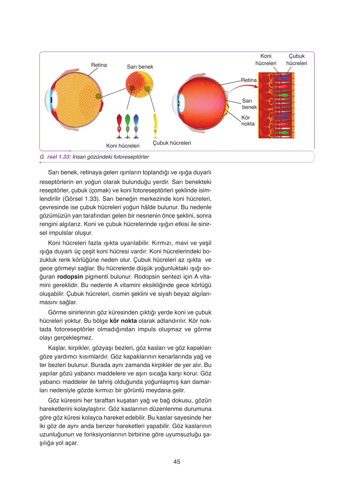 11. Sınıf Tutku Yayıncılık Biyoloji Ders Kitabı Sayfa 45 Cevapları