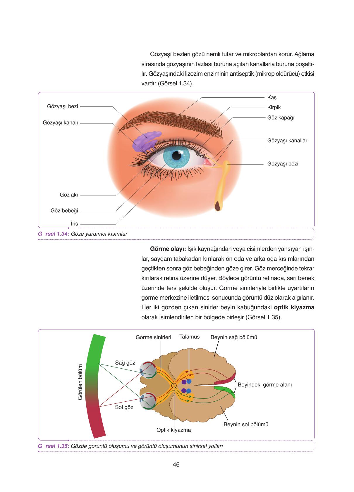 11. Sınıf Tutku Yayıncılık Biyoloji Ders Kitabı Sayfa 46 Cevapları 11. Sınıf Tutku Yayıncılık Biyoloji Ders Kitabı Sayfa 46 Cevapları
