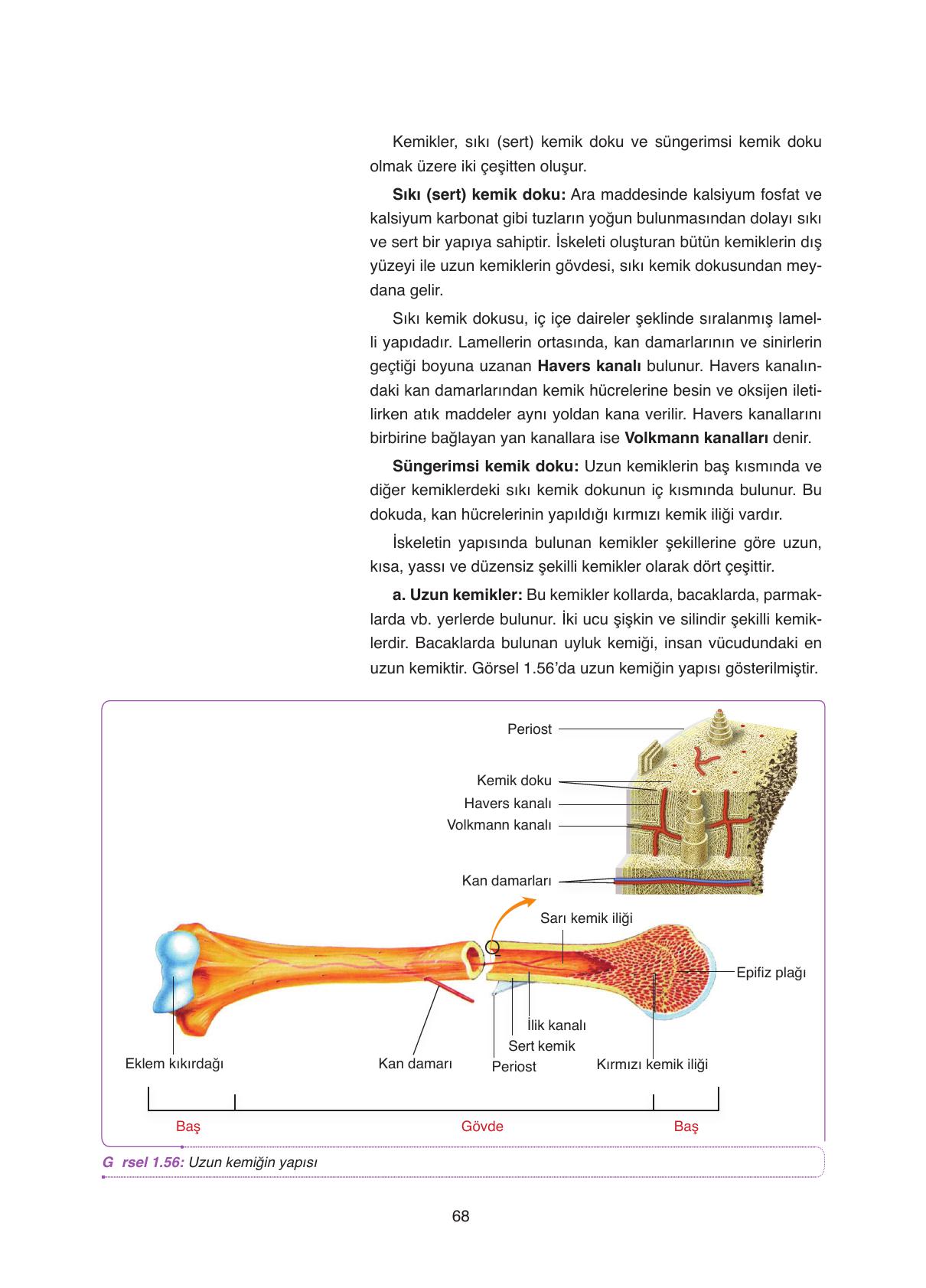 11. Sınıf Tutku Yayıncılık Biyoloji Ders Kitabı Sayfa 68 Cevapları