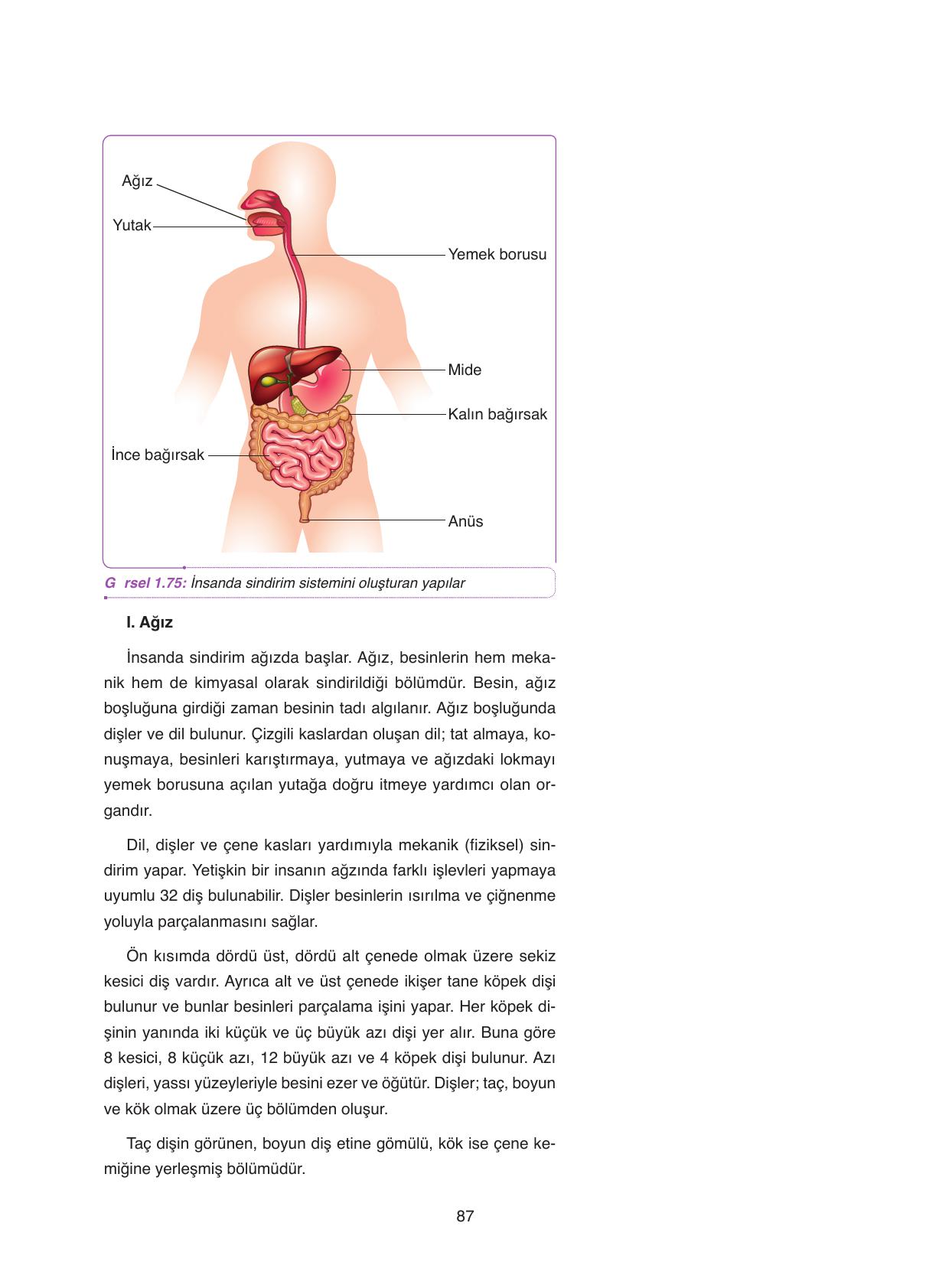 11. Sınıf Tutku Yayıncılık Biyoloji Ders Kitabı Sayfa 87 Cevapları 11. Sınıf Tutku Yayıncılık Biyoloji Ders Kitabı Sayfa 87 Cevapları