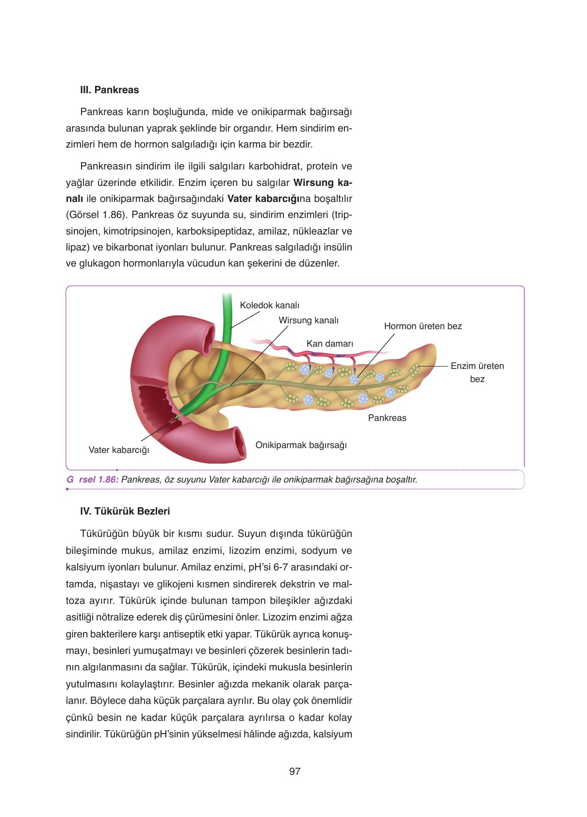 11. Sınıf Tutku Yayıncılık Biyoloji Ders Kitabı Sayfa 97 Cevapları